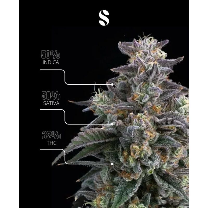 Super Boof — 3