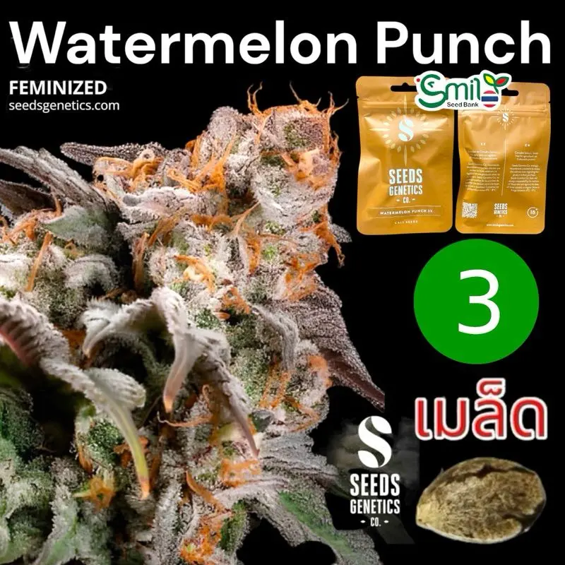 Watermelon Punch — 1
