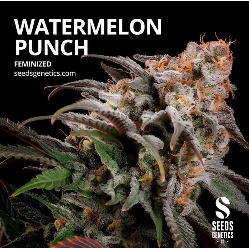 Watermelon Punch — 2
