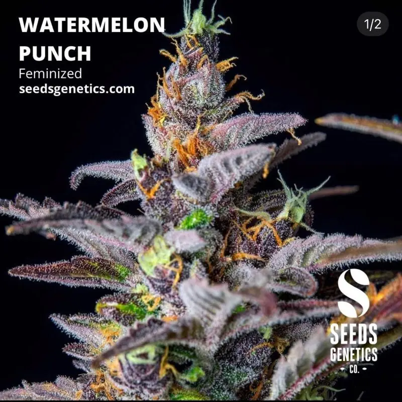 Watermelon Punch — 4