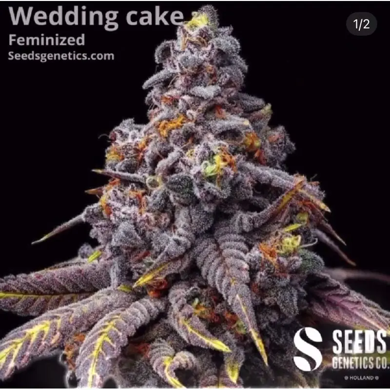 Wedding Cake — 3