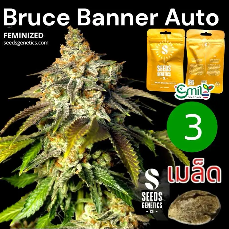 Bruce Banner Autoflower — 1