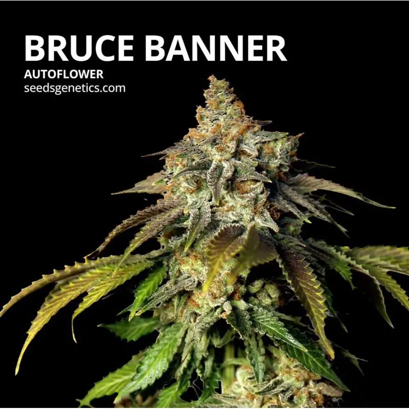 Bruce Banner Autoflower — 2