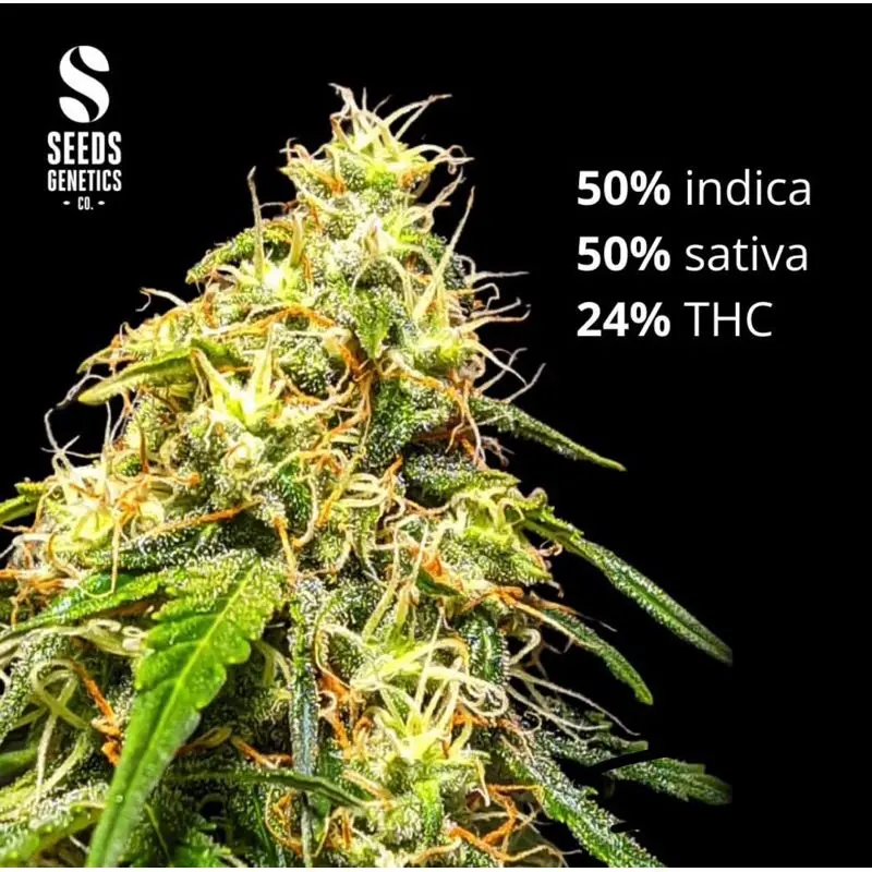 Bruce Banner Autoflower — 3