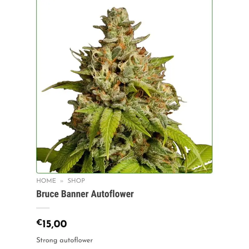 Bruce Banner Autoflower — 4
