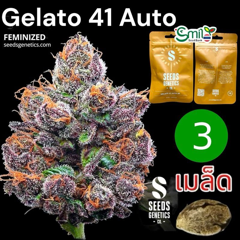 Gelato 41 Autoflower