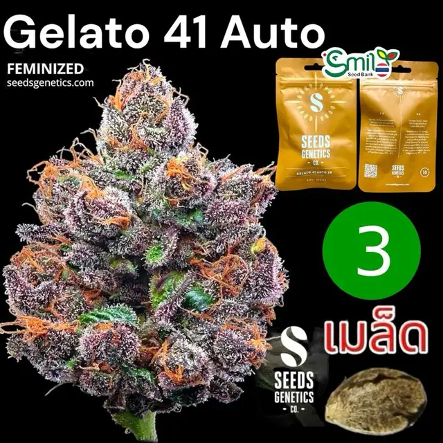 Gelato 41 Autoflower — 1