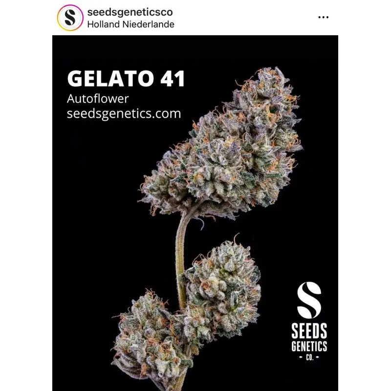 Gelato 41 Autoflower — 2