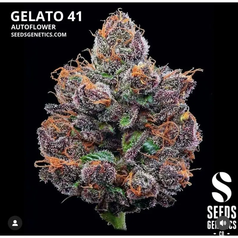 Gelato 41 Autoflower — 3