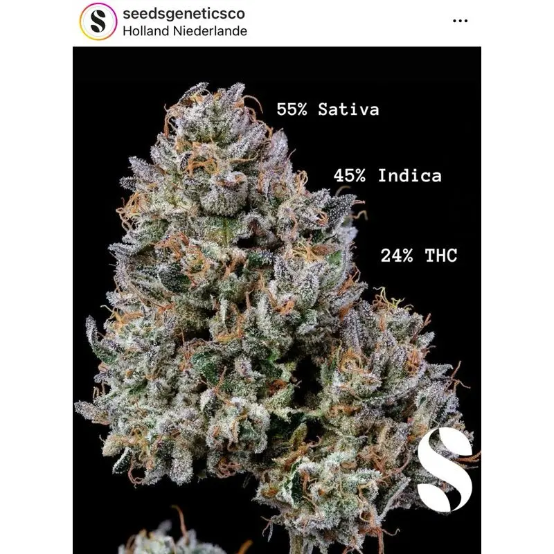 Gelato 41 Autoflower — 4