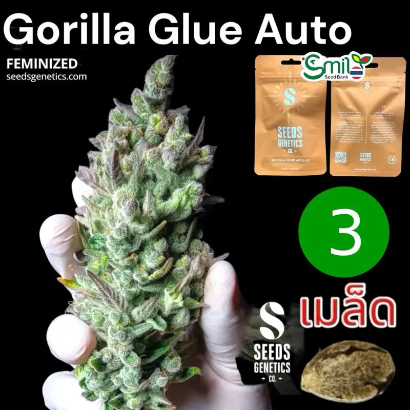 Gorilla Glue Autoflower — 1