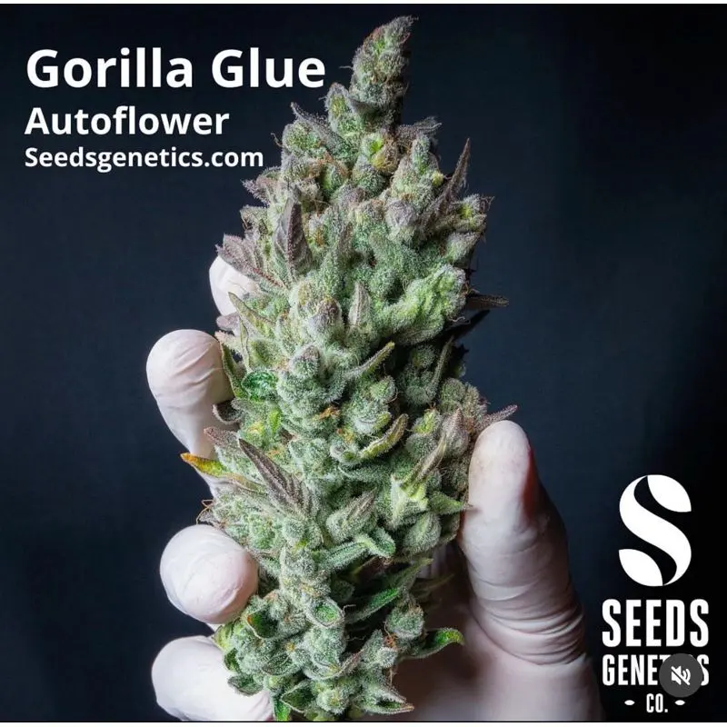 Gorilla Glue Autoflower — 2