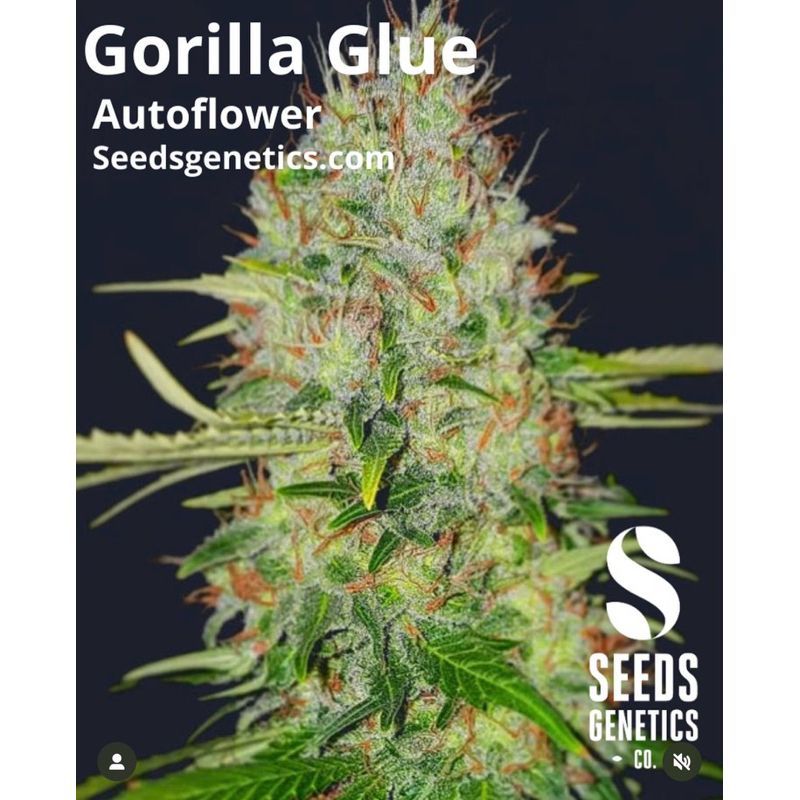 Gorilla Glue Autoflower — 3