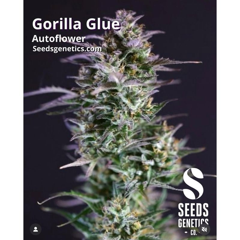 Gorilla Glue Autoflower — 4