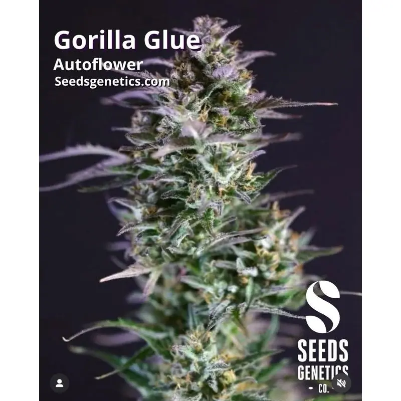 Gorilla Glue Autoflower — 4