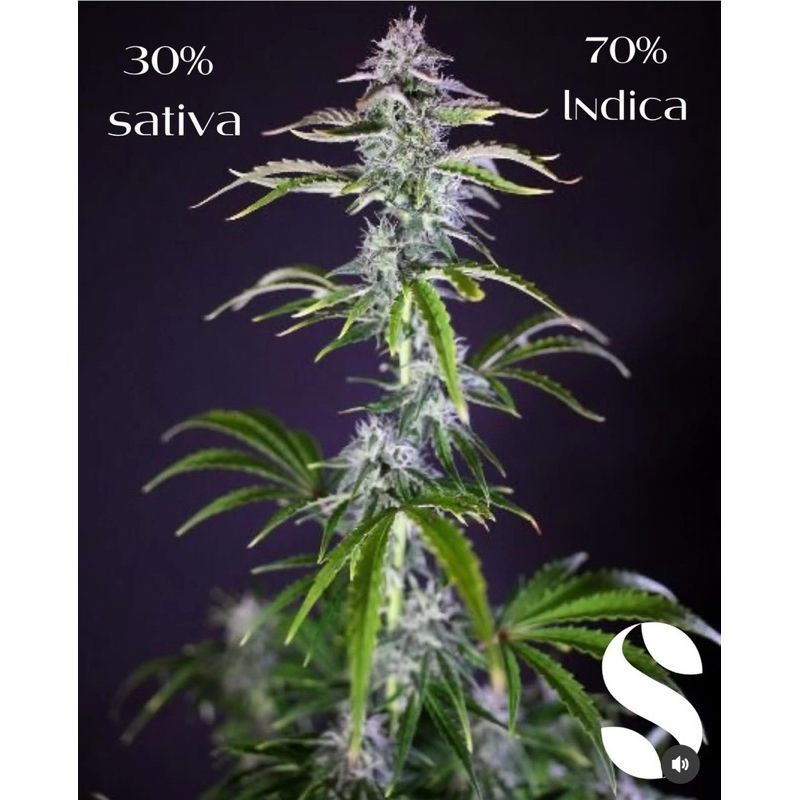 Gorilla Glue Autoflower — 5
