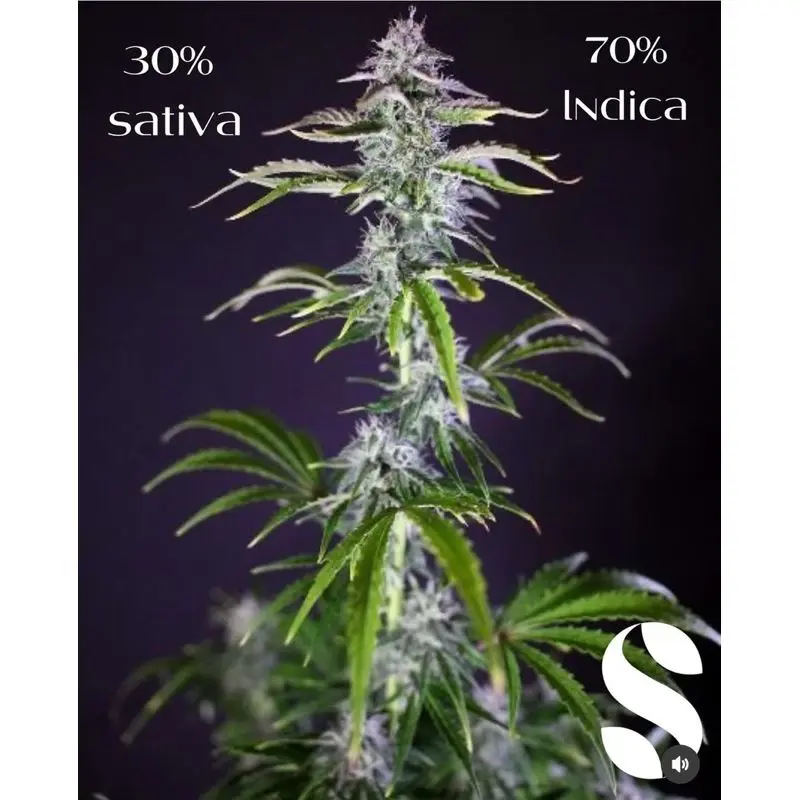 Gorilla Glue Autoflower — 5