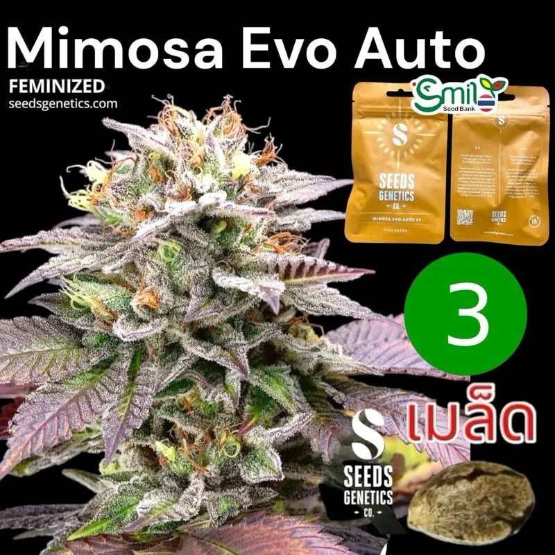 Mimosa Evo Autoflower — 1