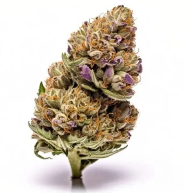 Mimosa Evo Autoflower — 2