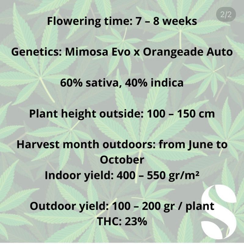 Mimosa Evo Autoflower — 3