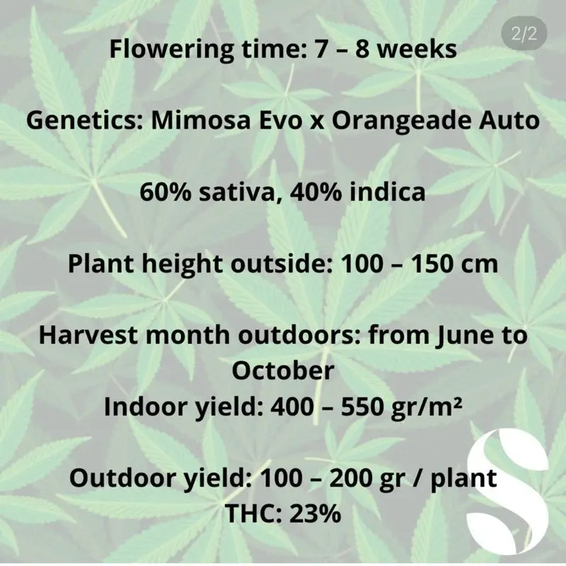 Mimosa Evo Autoflower — 3