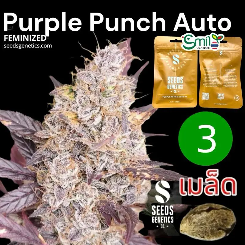 Purple Punch Autoflower — 1