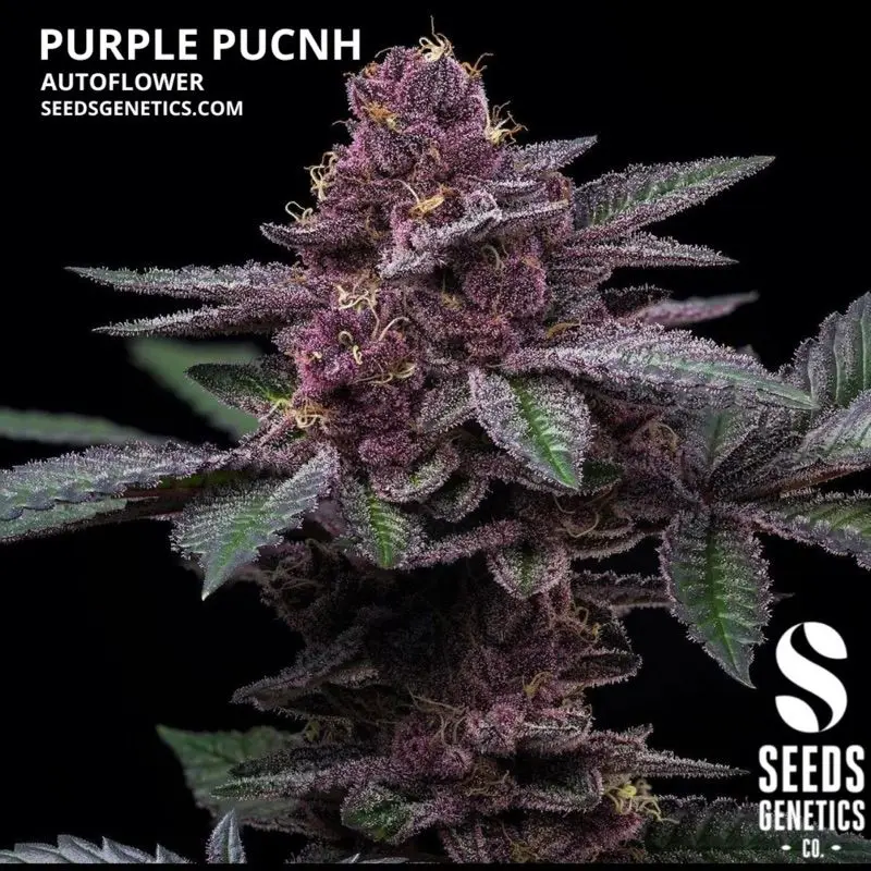 Purple Punch Autoflower — 2