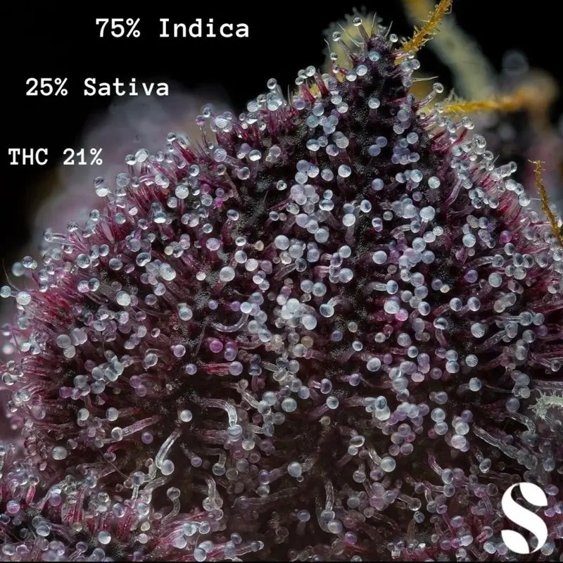 Purple Punch Autoflower — 3