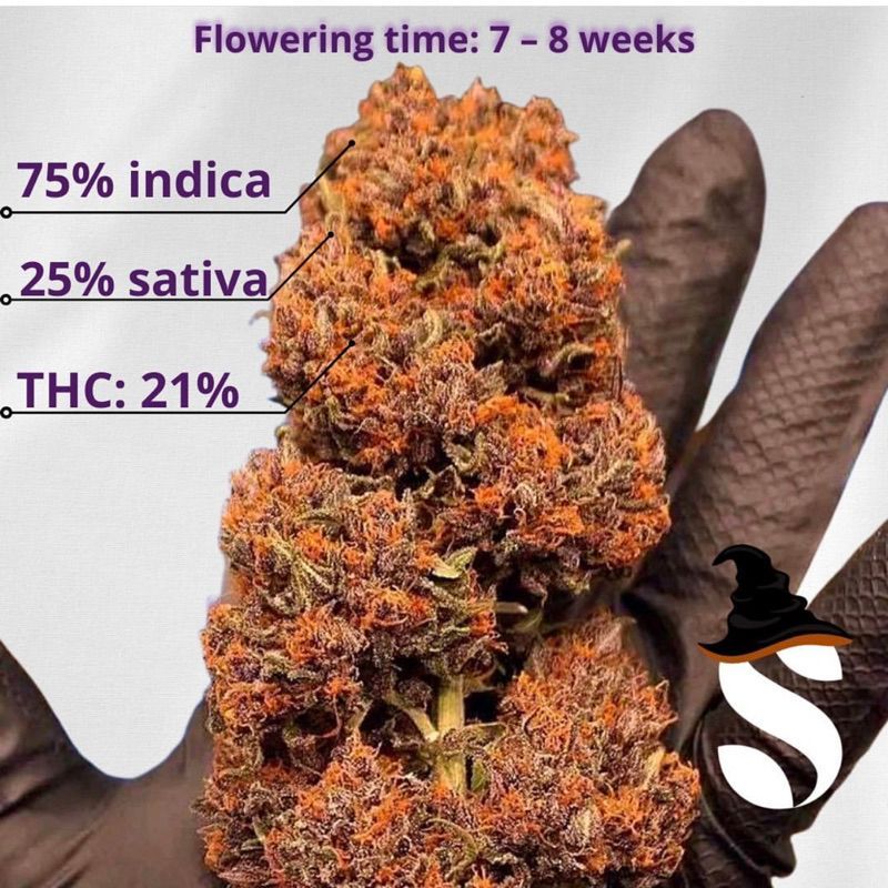 Purple Punch Autoflower — 4