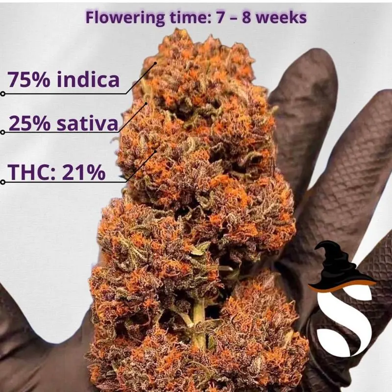Purple Punch Autoflower — 4