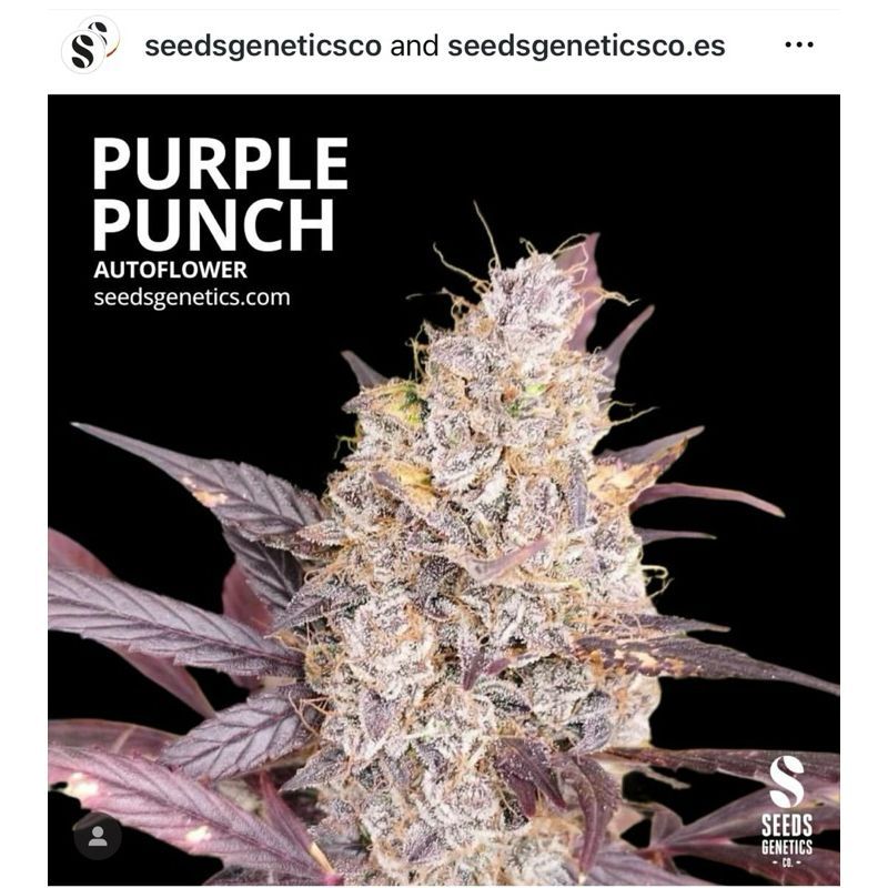 Purple Punch Autoflower — 5