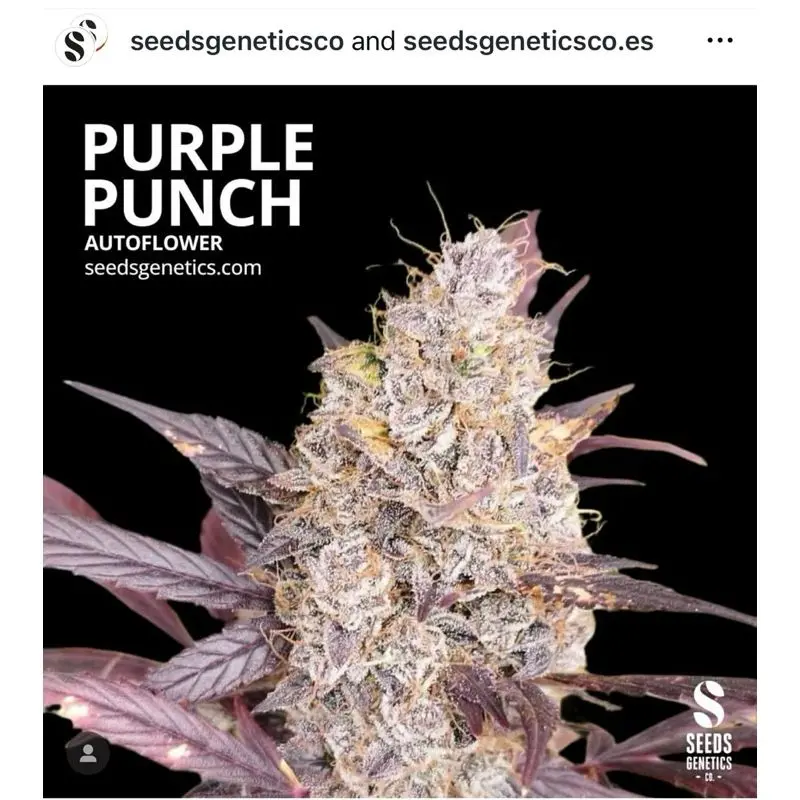 Purple Punch Autoflower — 5