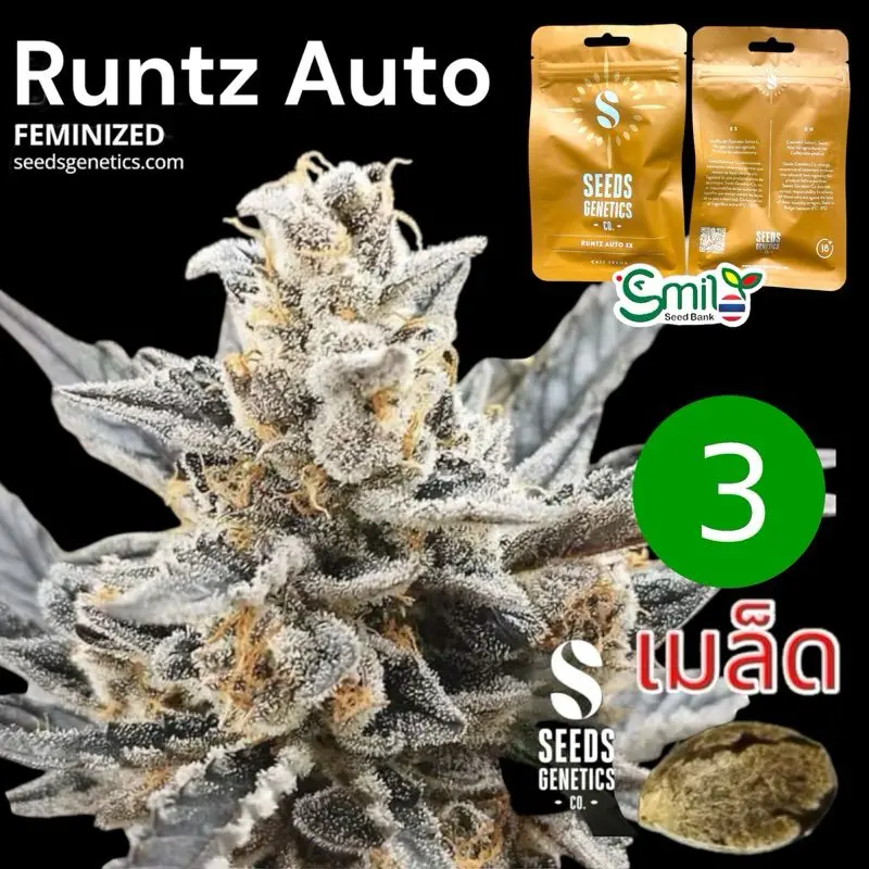 Runtz Autoflower — 1