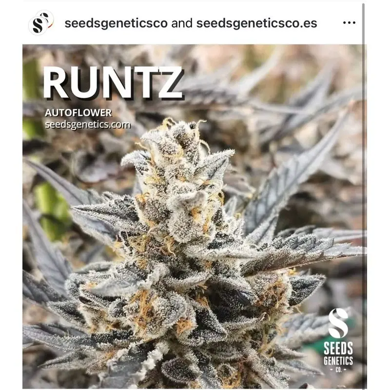 Runtz Autoflower — 2