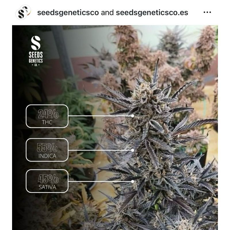 Runtz Autoflower — 3