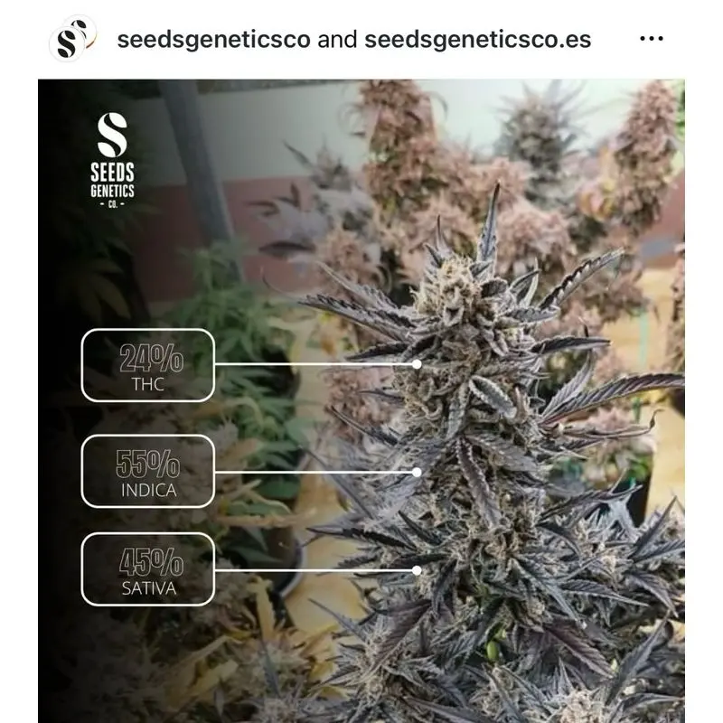 Runtz Autoflower — 3