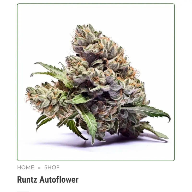 Runtz Autoflower — 4