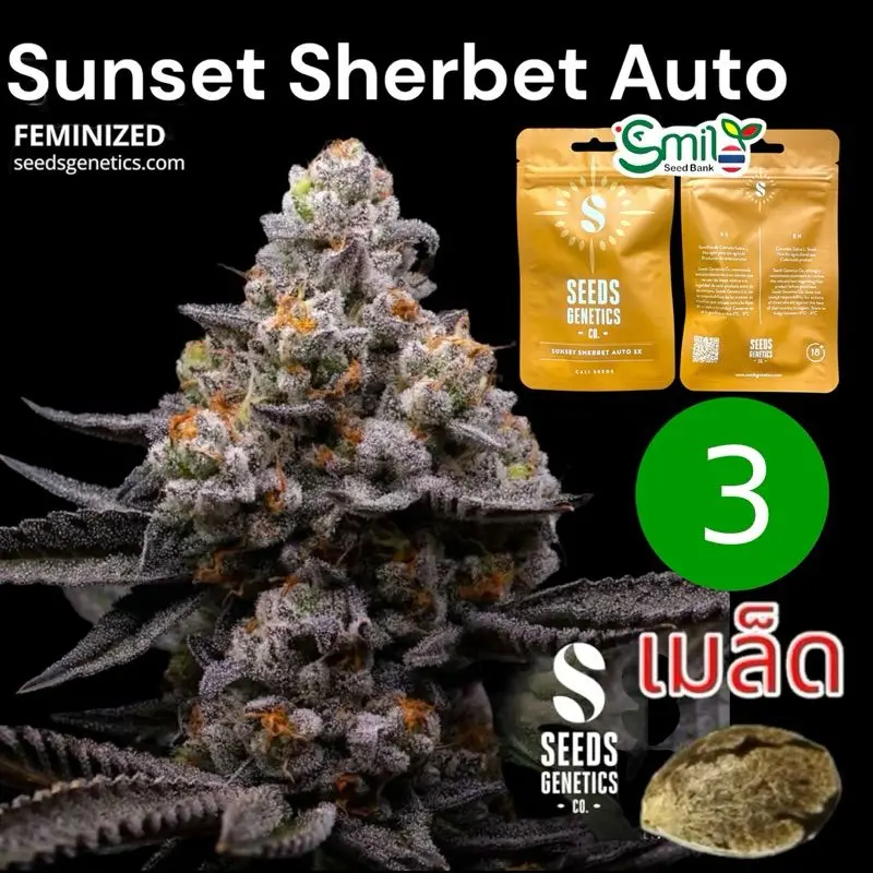 Sunset Sherbet Autoflower — 1