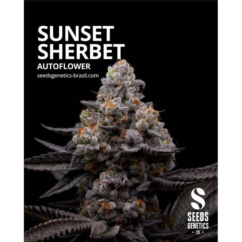 Sunset Sherbet Autoflower — 2