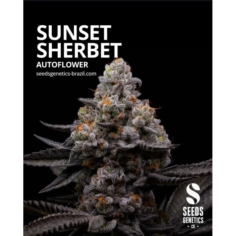 Sunset Sherbet Autoflower — 2