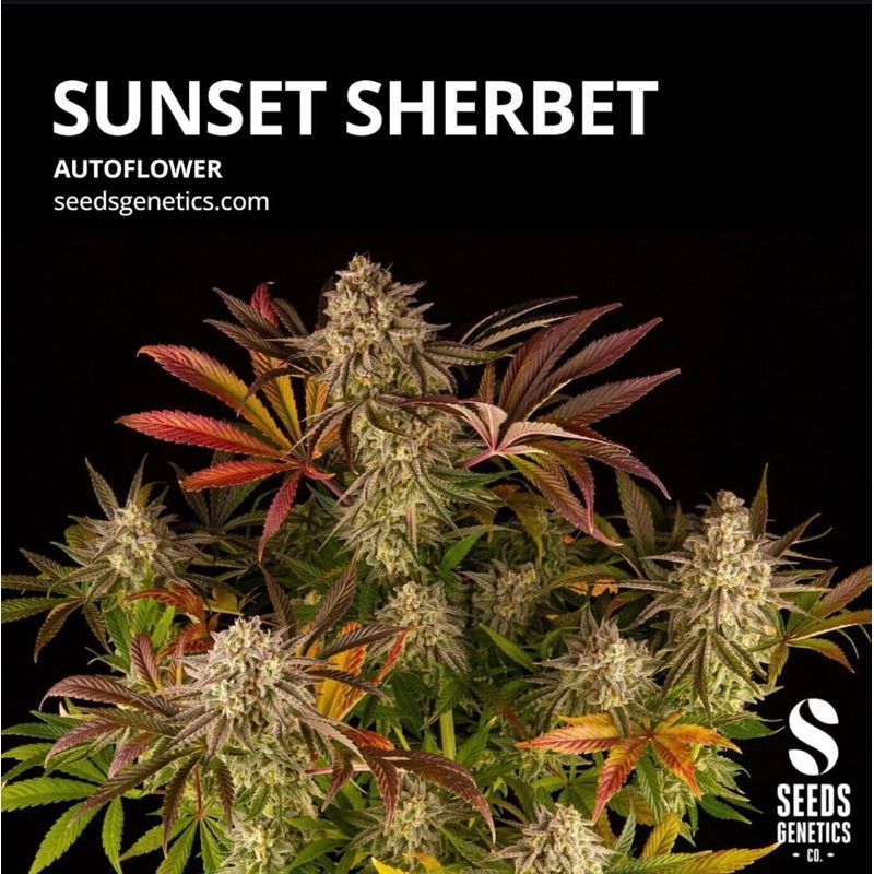 Sunset Sherbet Autoflower — 3