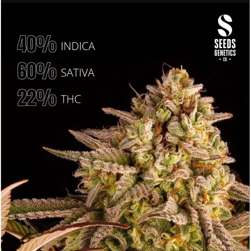 Sunset Sherbet Autoflower — 4