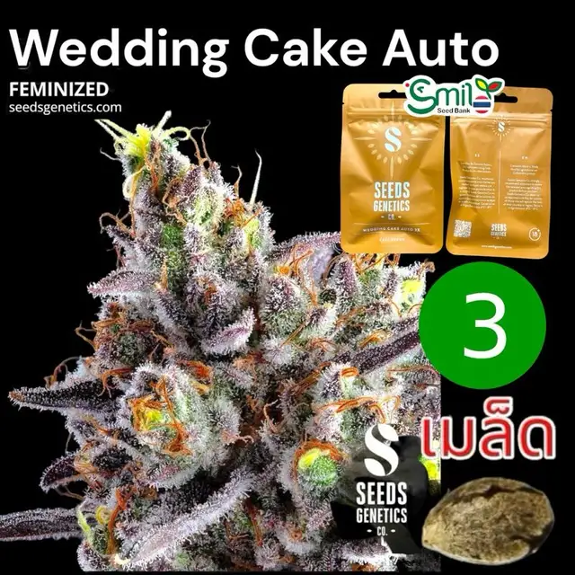 Wedding Cake Autoflower — 1
