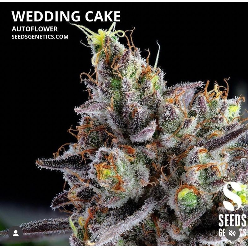Wedding Cake Autoflower — 2