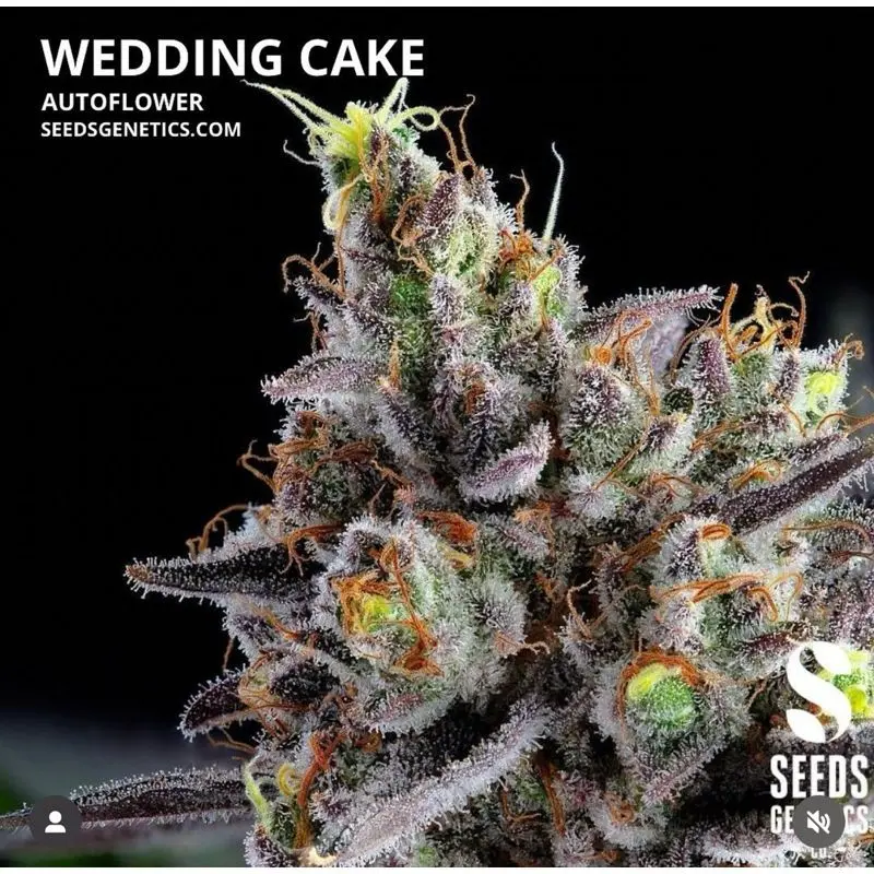 Wedding Cake Autoflower — 2