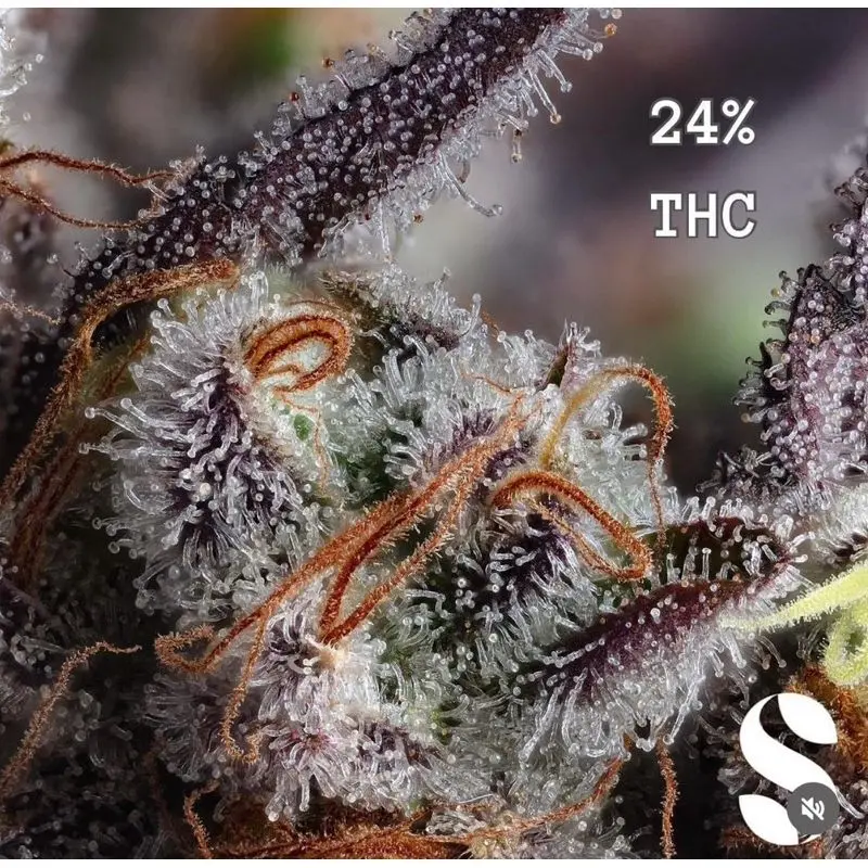 Wedding Cake Autoflower — 3