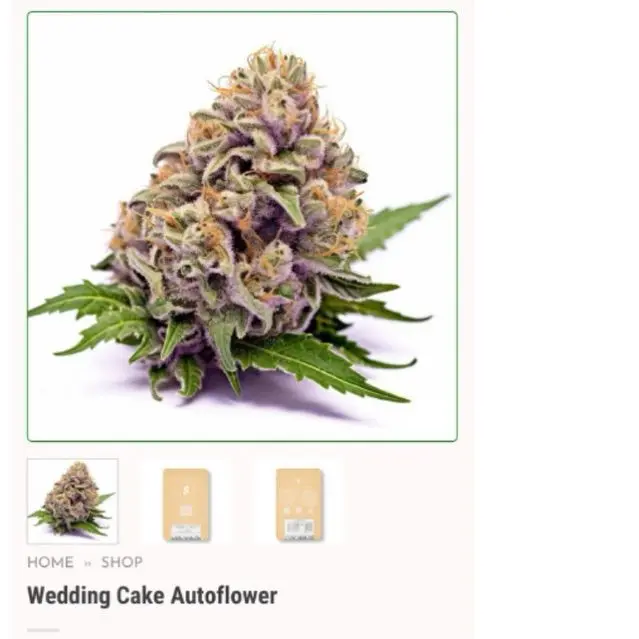 Wedding Cake Autoflower — 5