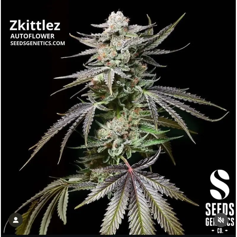 Zkittlez Autoflower — 2