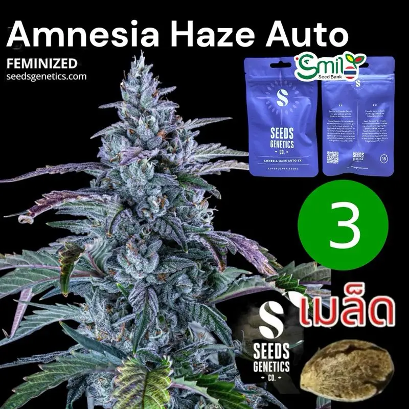 Amnesia Haze Autoflower — 1