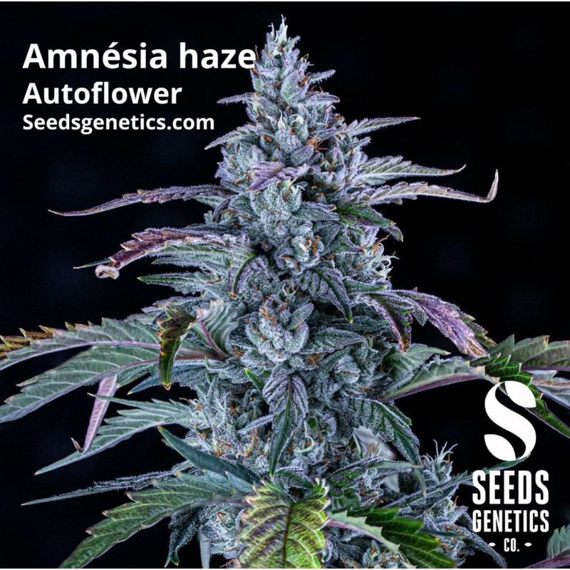 Amnesia Haze Autoflower — 2
